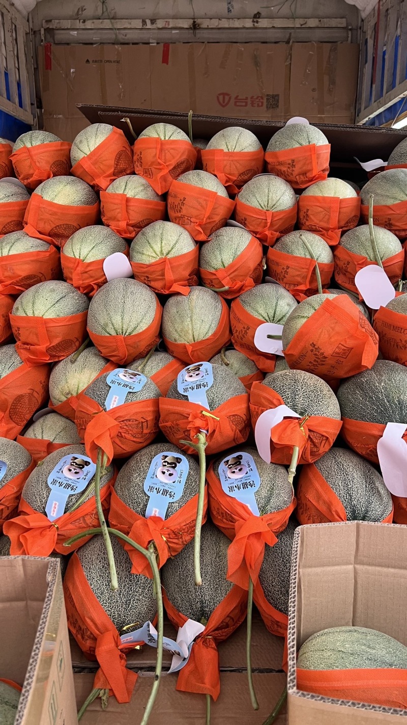 河北一级晓蜜瓜，河北A级精品晓蜜瓜，河北晓蜜瓜