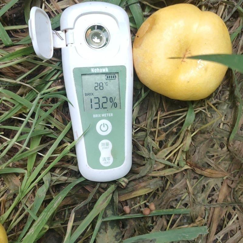 风味太后中小型油蟠20多万斤左右