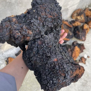 生长在海拔二千多米以上的野生桦树茸黑金刚