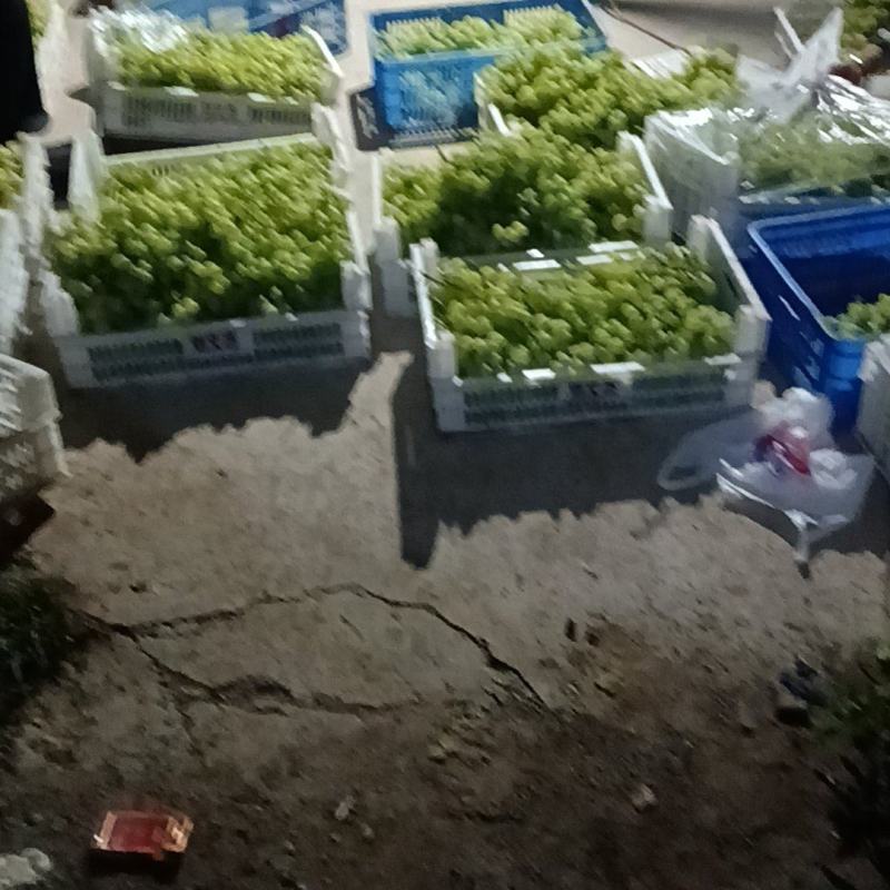 维多利亚葡萄***********