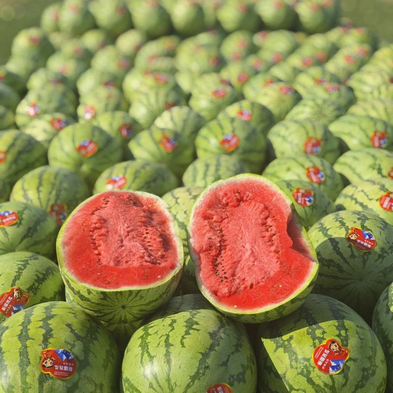 新疆昌吉双红金城五号，大量有货价格低廉