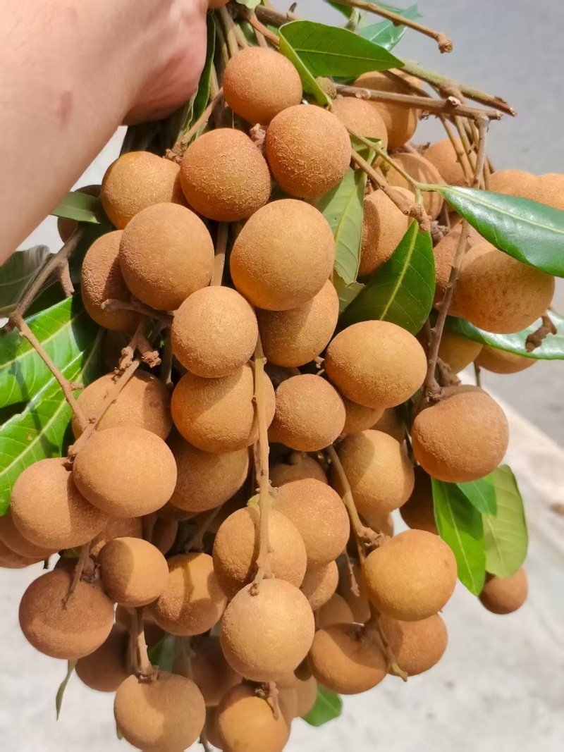 清甜可口的龙眼