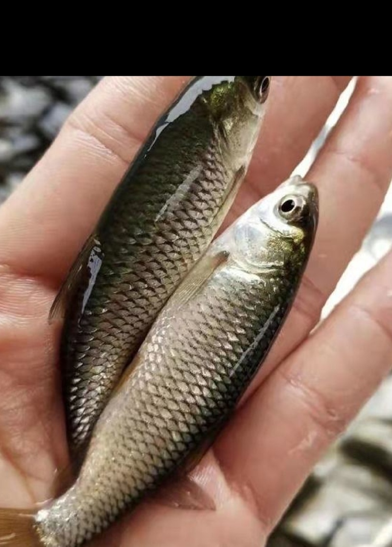 草鱼苗