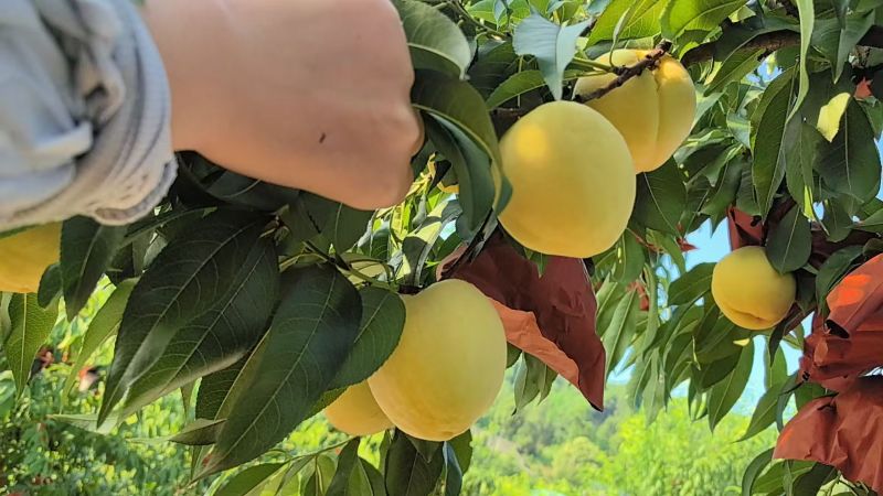精品锦绣黄桃