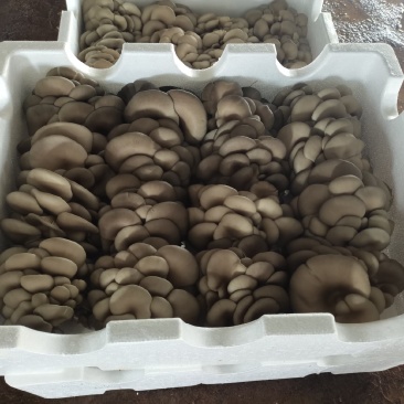 今天早上采摘的二茬大叶片蘑菇