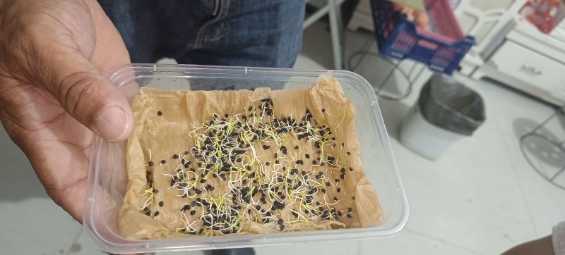 【荐】黄皮洋葱种籽二代九零大黄新地栽种亩产十吨,100g