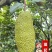 尖蜜拉海南榴莲蜜，包多暴甜