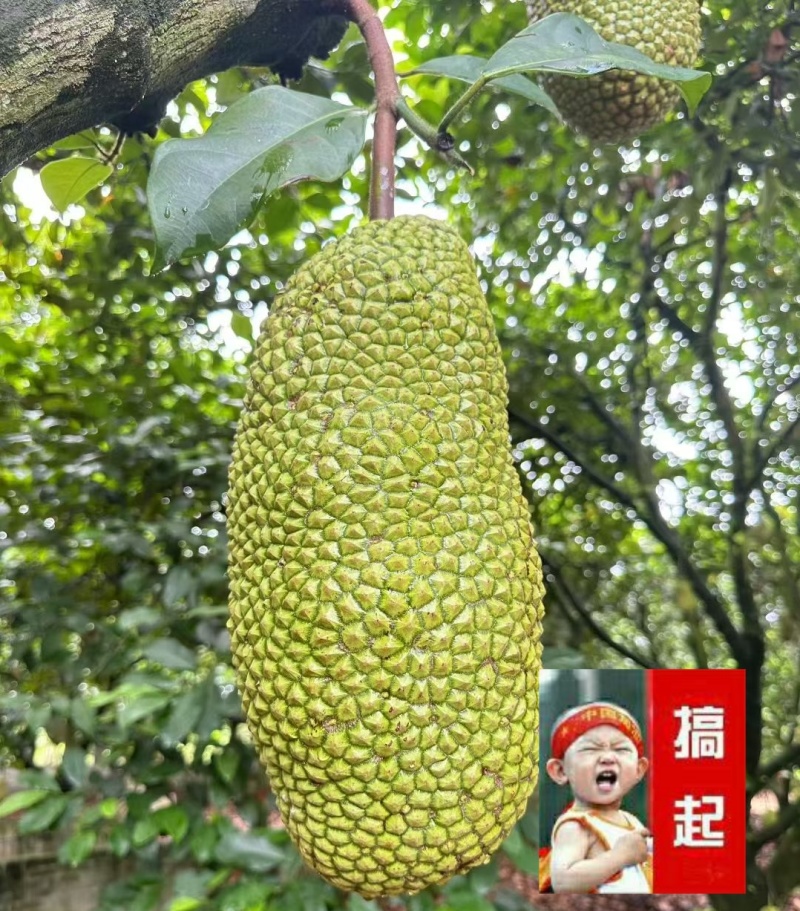 尖蜜拉海南榴莲蜜，包多暴甜
