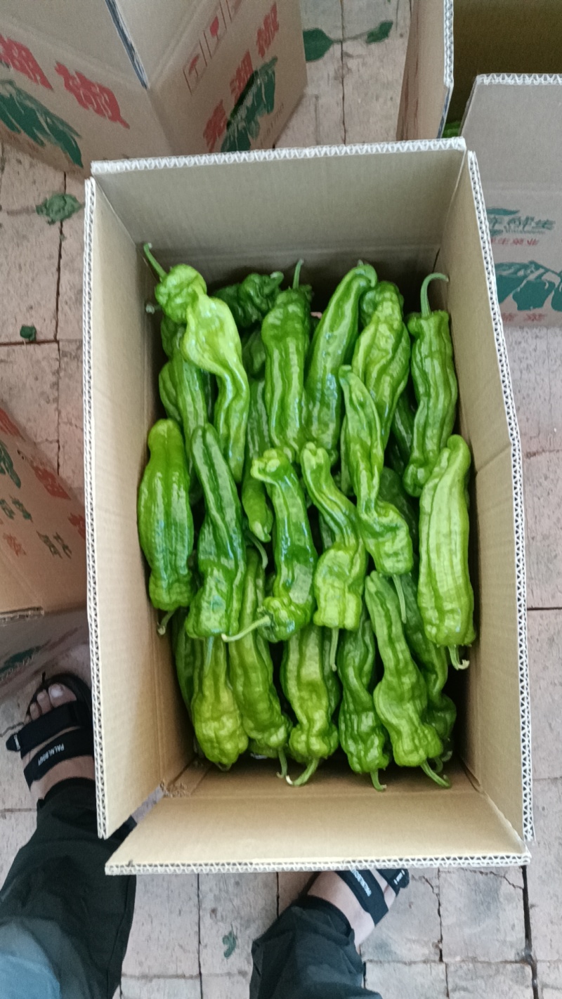 精品尖椒