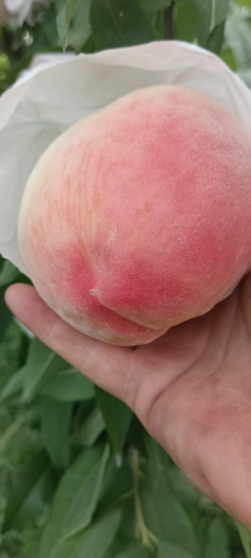 晚湖景水蜜桃糖15+上颜色好口感好