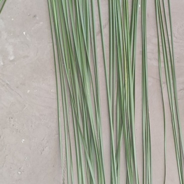 香蒲草