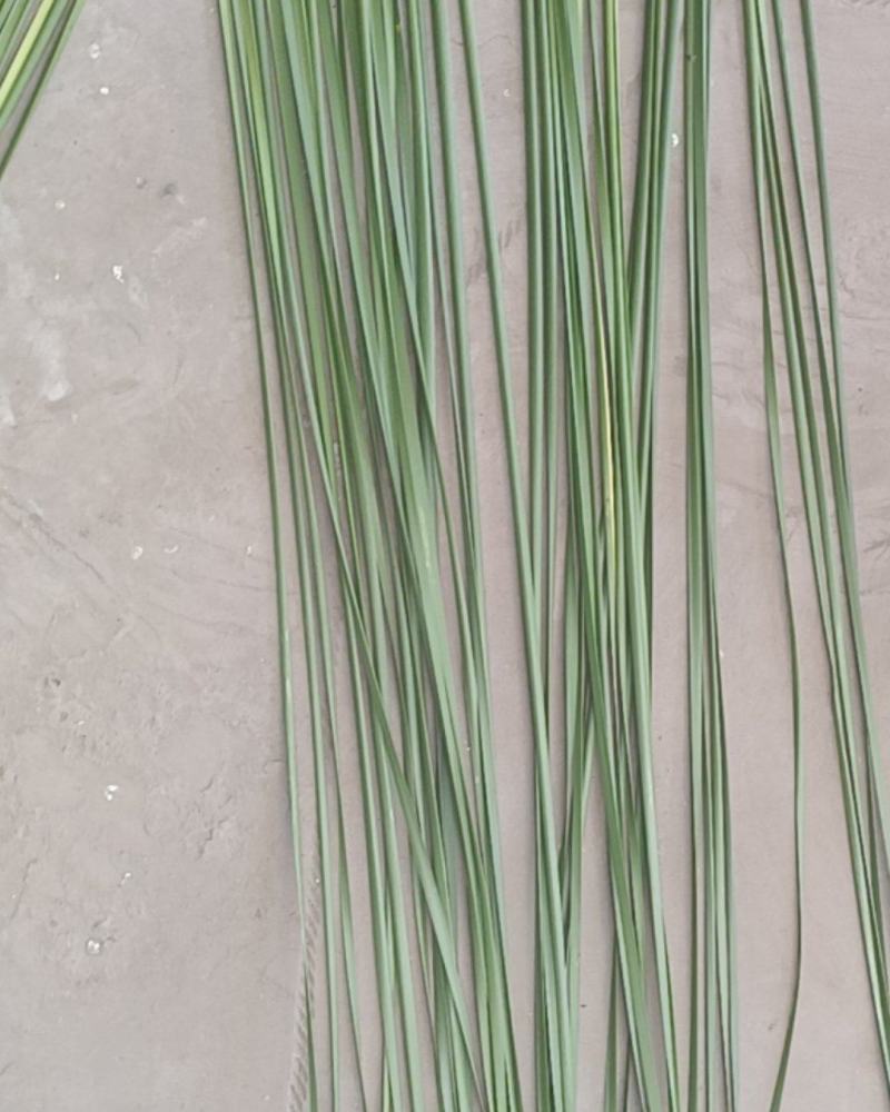 香蒲草