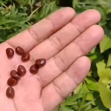 赤芍角
