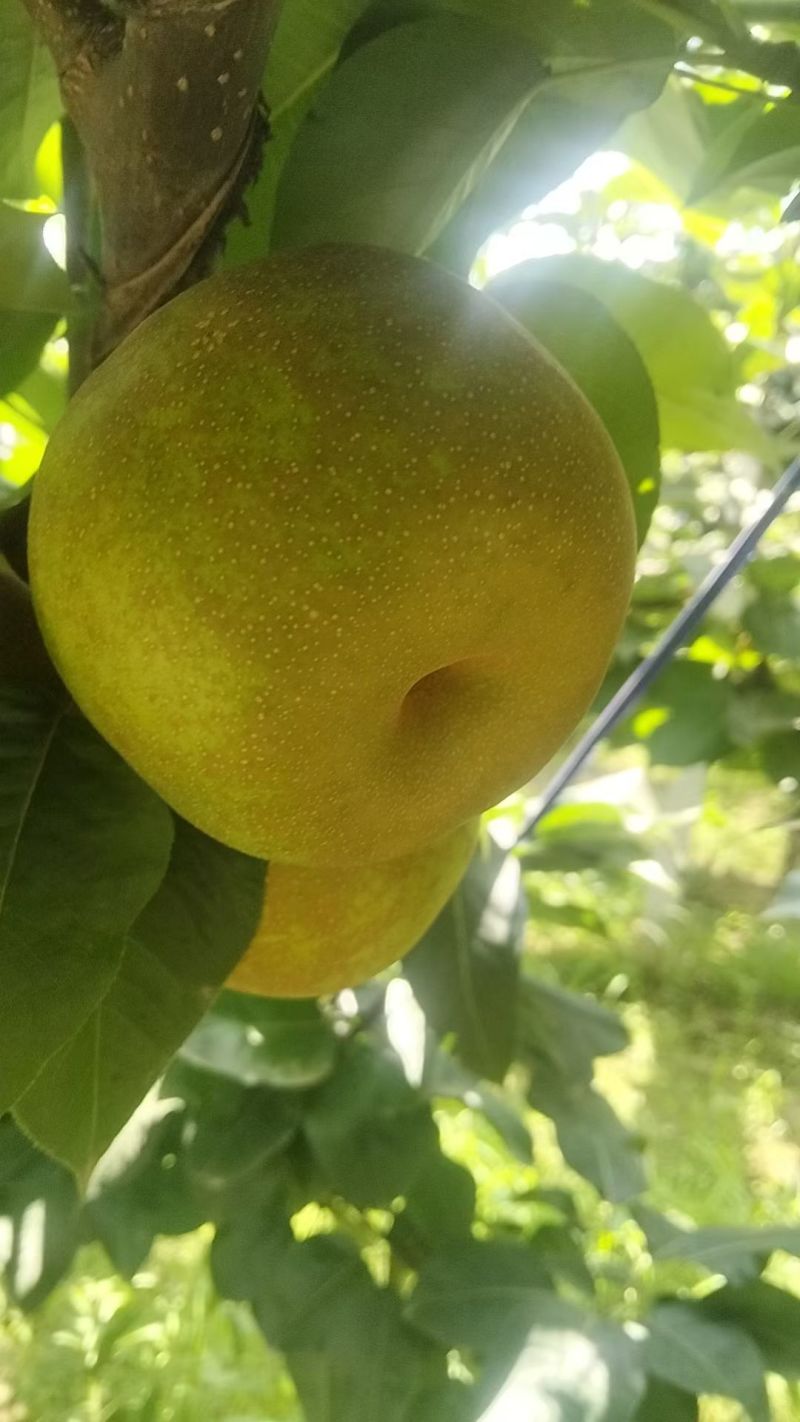 砀山翠冠梨连片果园种植口感蜜甜对接商超市场