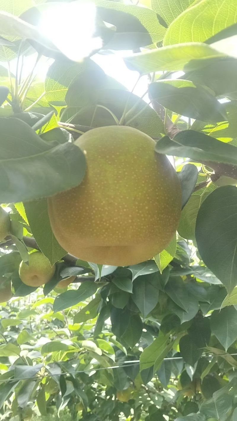 砀山翠冠梨连片果园种植口感蜜甜对接商超市场