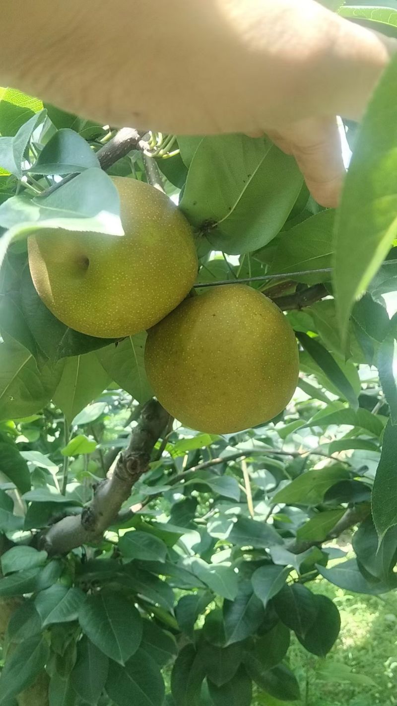 砀山翠冠梨连片果园种植口感蜜甜对接商超市场