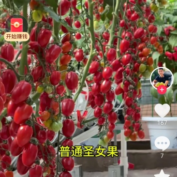 圣女果