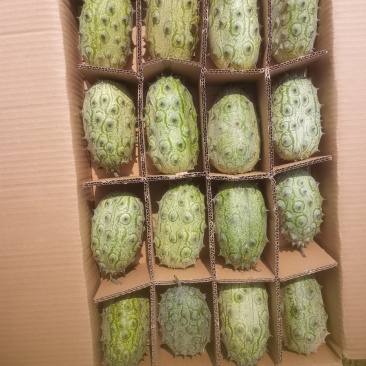 火参果/刺角瓜