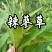 辣蓼草