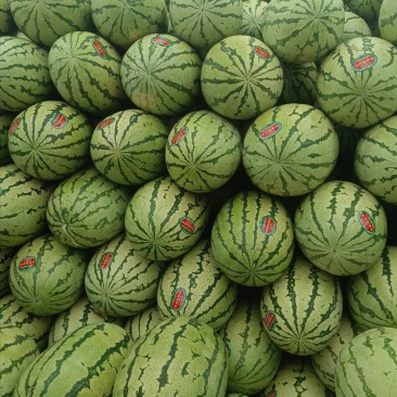 正宗石头瓜，硒砂瓜，金花1号