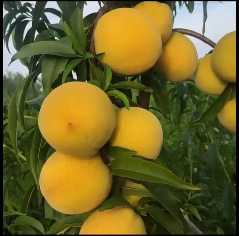 正宗金皇冠桃子已进入成熟期，桃好个大味浓，二百亩桃园
