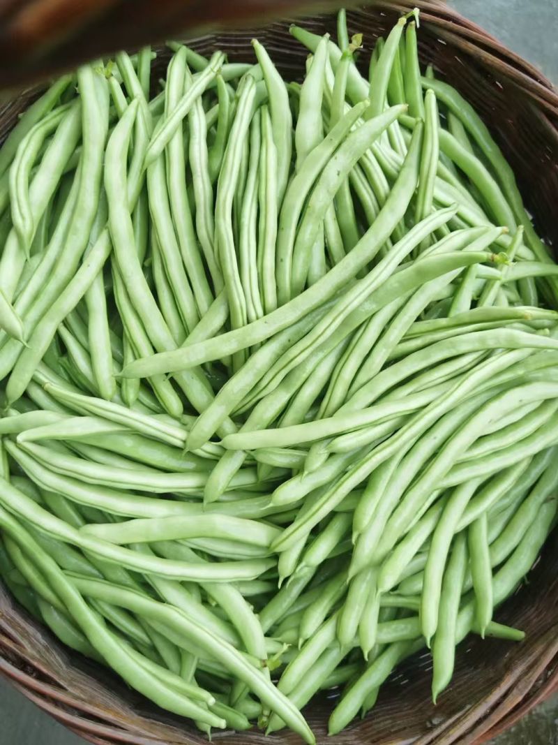 四季豆大量有货货质漂亮欢迎新老客户前来选购