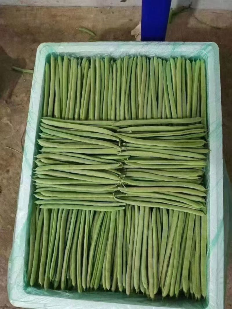 四季豆大量有货货质漂亮欢迎新老客户前来选购