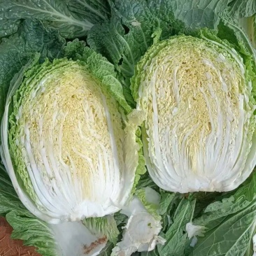 高山黄心大白菜…毛白菜大量有货。欢迎各位订购