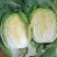 高山黄心大白菜…毛白菜大量有货。欢迎各位订购