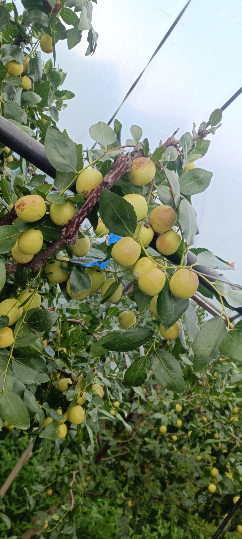 云南高原蜜冠枣基地直供质量保证脆甜对接商超市场