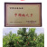 正宗秦安蜜桃孕妇桃现摘甘肃天水水蜜桃北京七号新鲜桃子顺丰