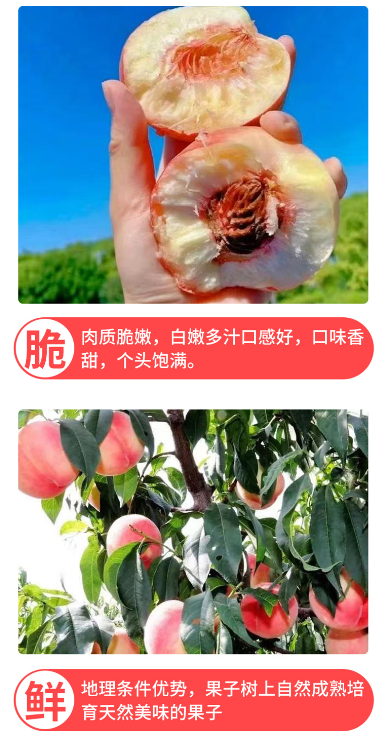 正宗秦安蜜桃孕妇桃现摘甘肃天水水蜜桃北京七号新鲜桃子顺丰