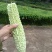 福建高山露天苦瓜现采现发品质好