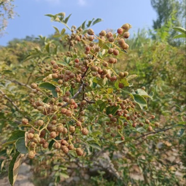 花皮鲜花椒