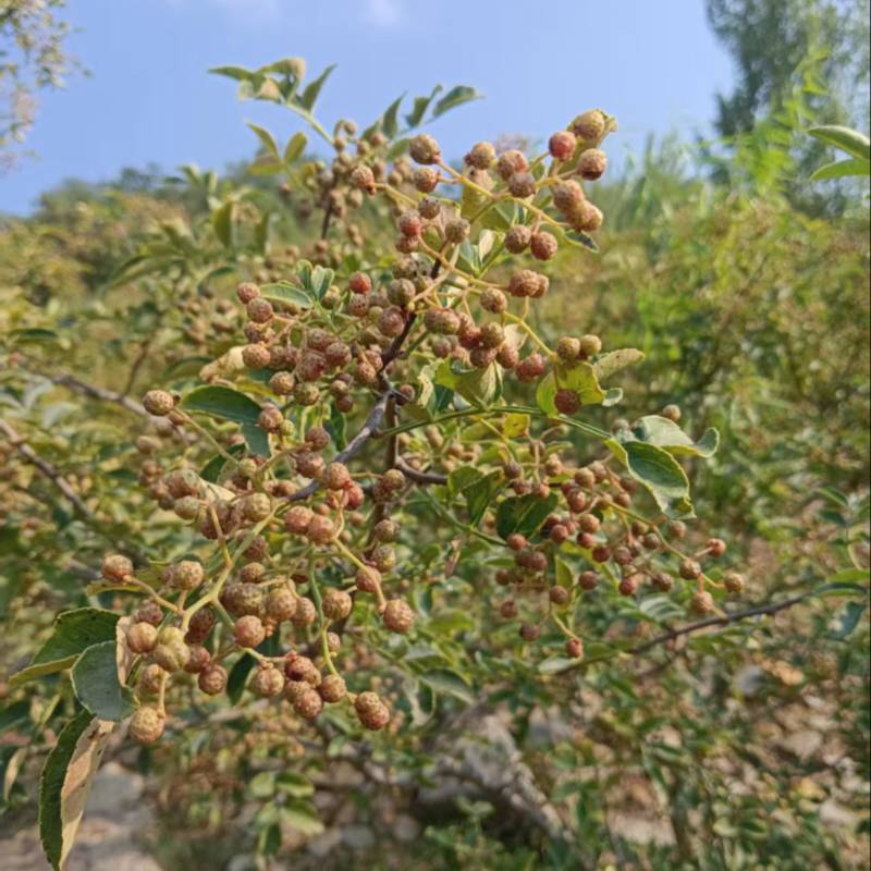 花皮鲜花椒