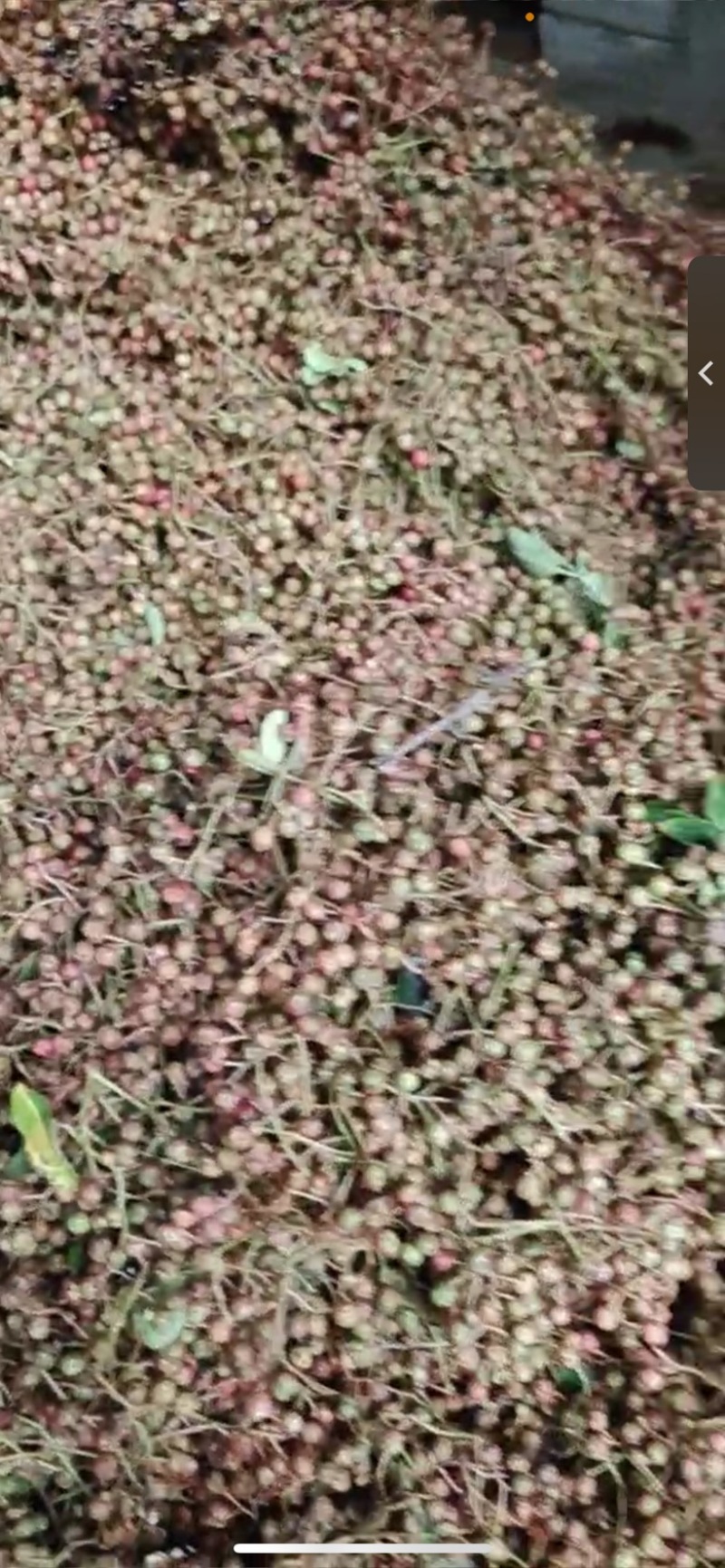 花皮鲜花椒