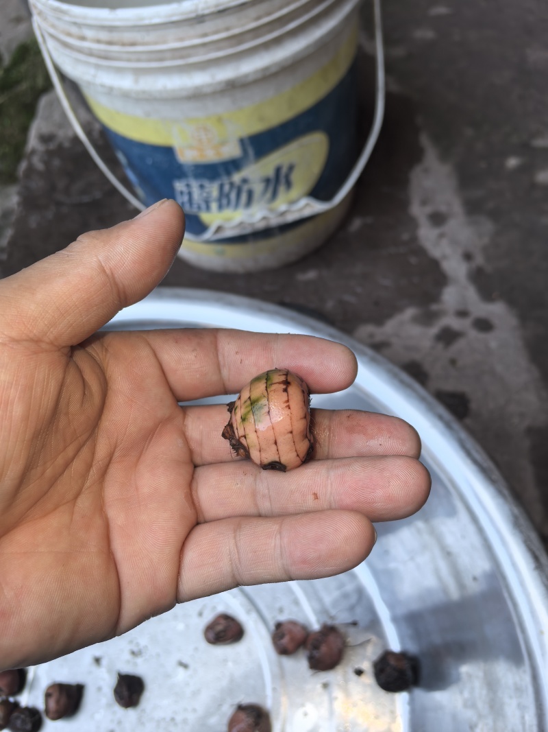 野生雄黄兰