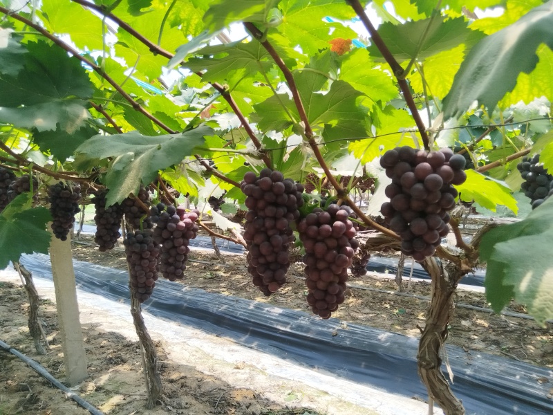 夏黑葡萄