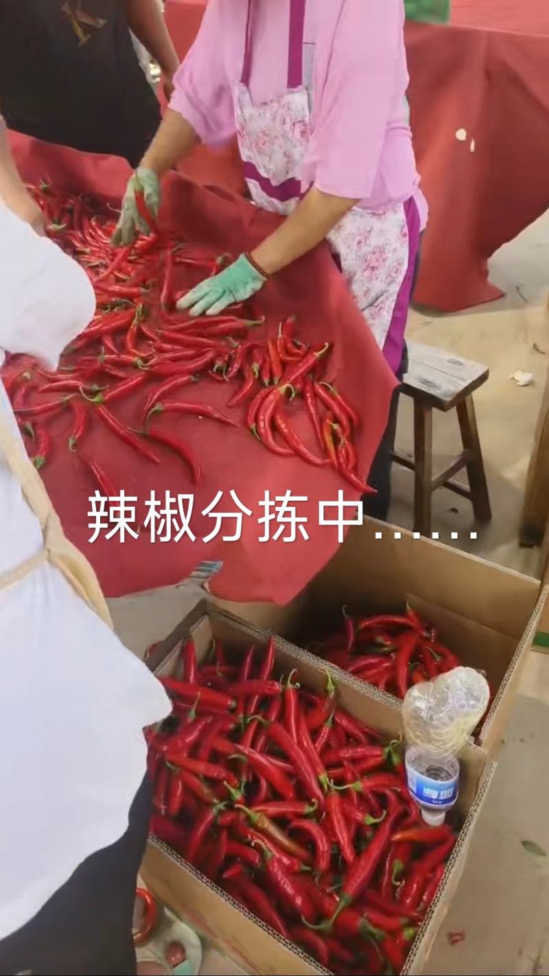 2025鲜辣椒上市啦