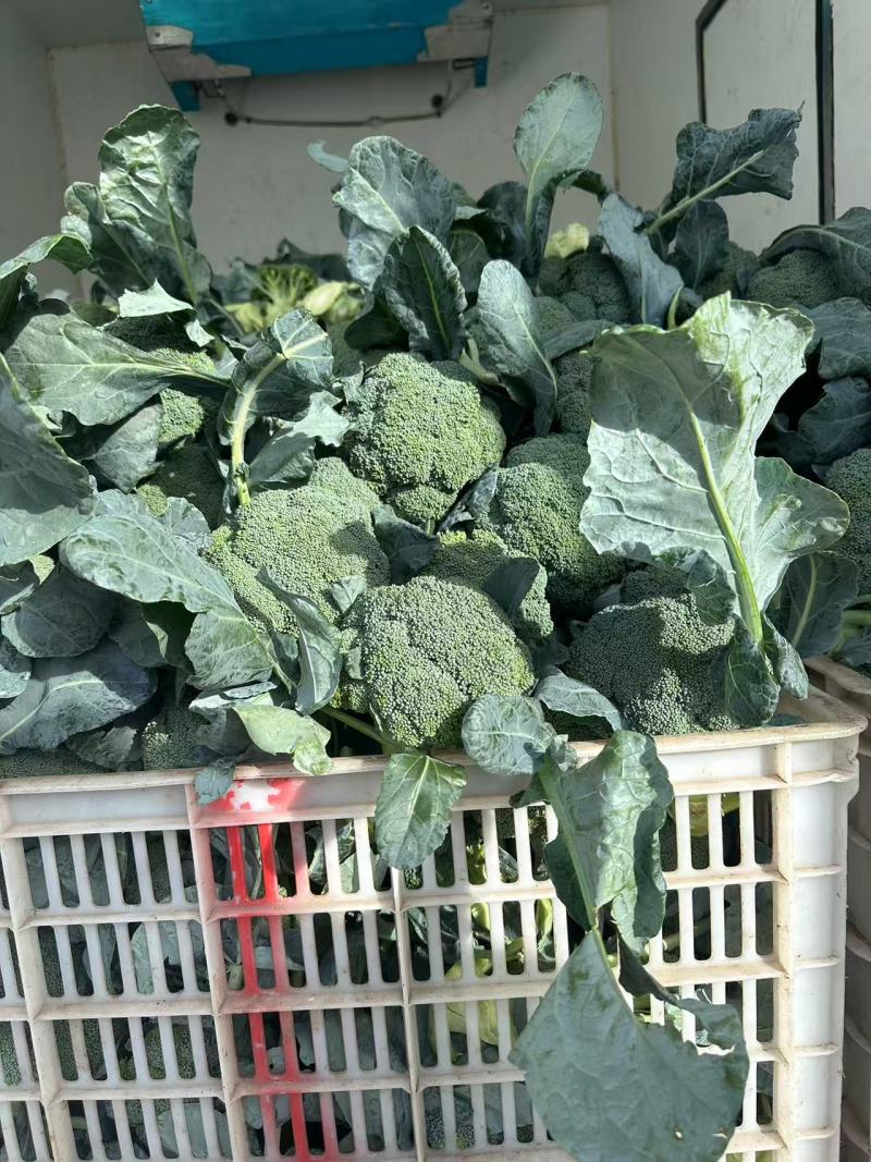 基地精品西兰花，个头均匀，产地直发，市场，电商诚信经营。