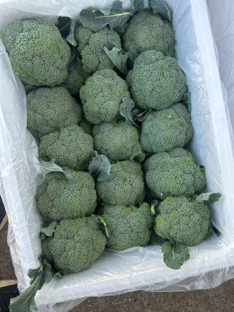 基地精品西兰花，个头均匀，产地直发，市场，电商诚信经营。