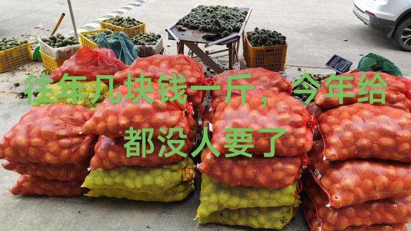 发财树果