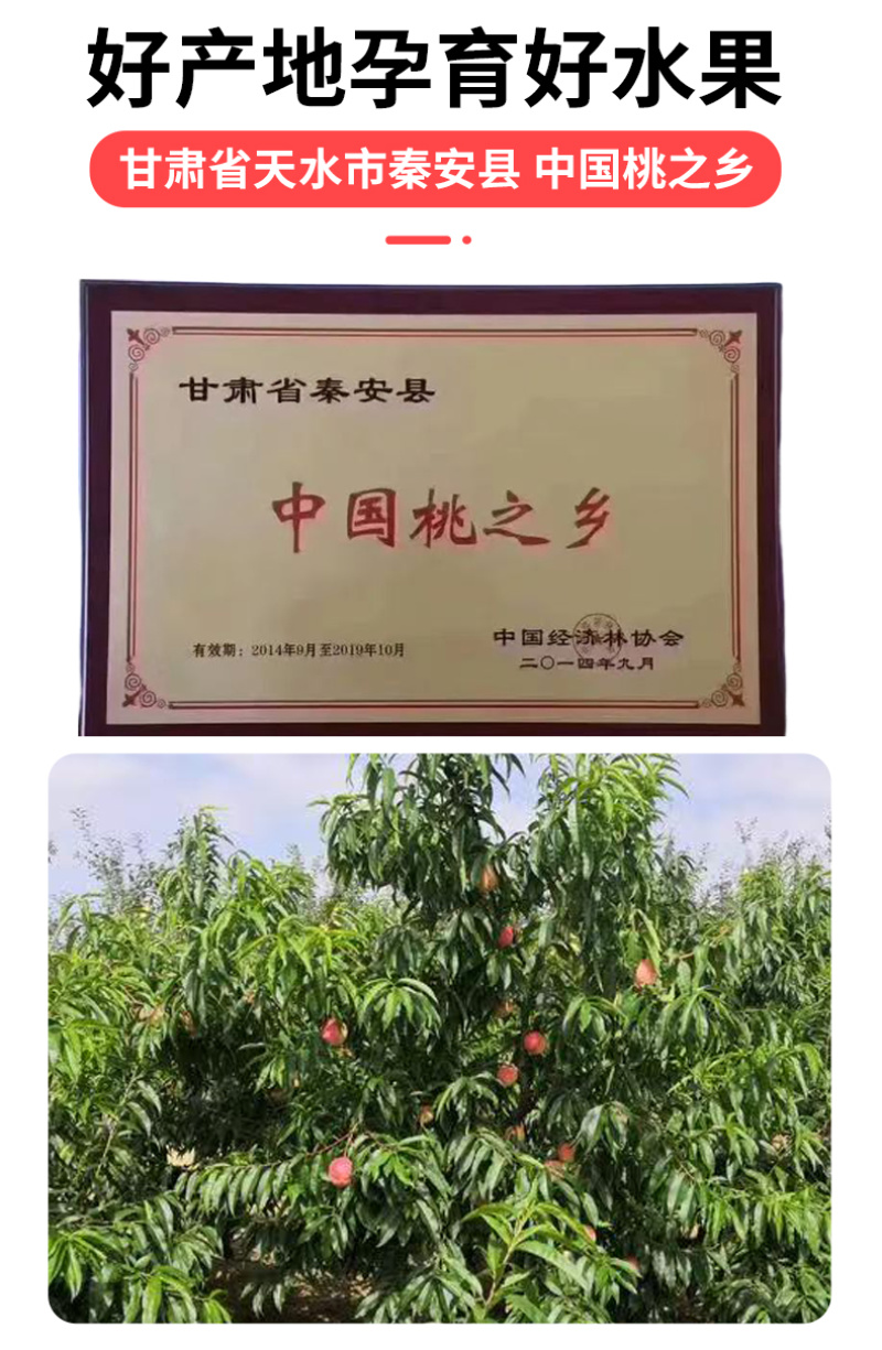 正宗秦安蜜桃孕妇桃现摘甘肃天水水蜜桃北京七号新鲜桃子顺丰