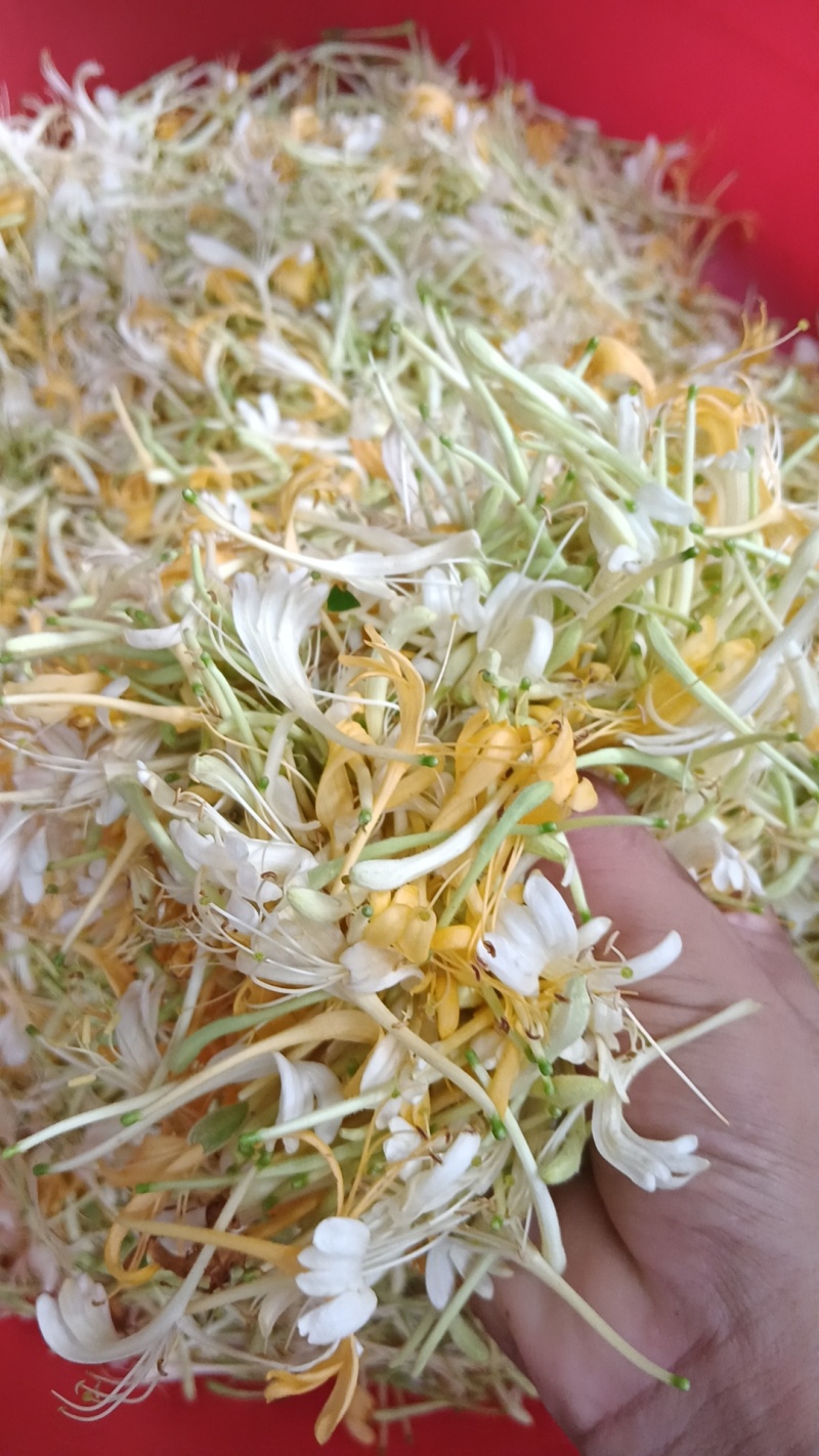 四季金银花、烘干、无硫、无杂物、无黑头、源头种植