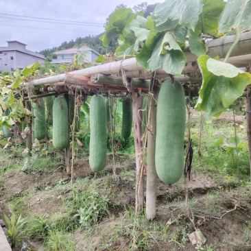 冬瓜