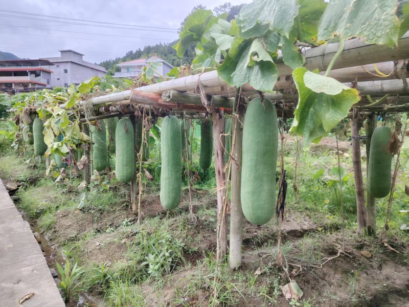 冬瓜