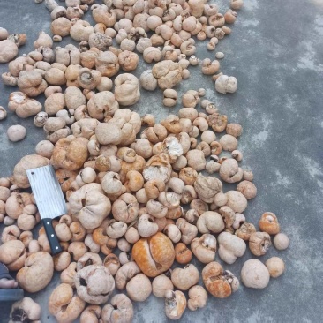 野生竹黄片