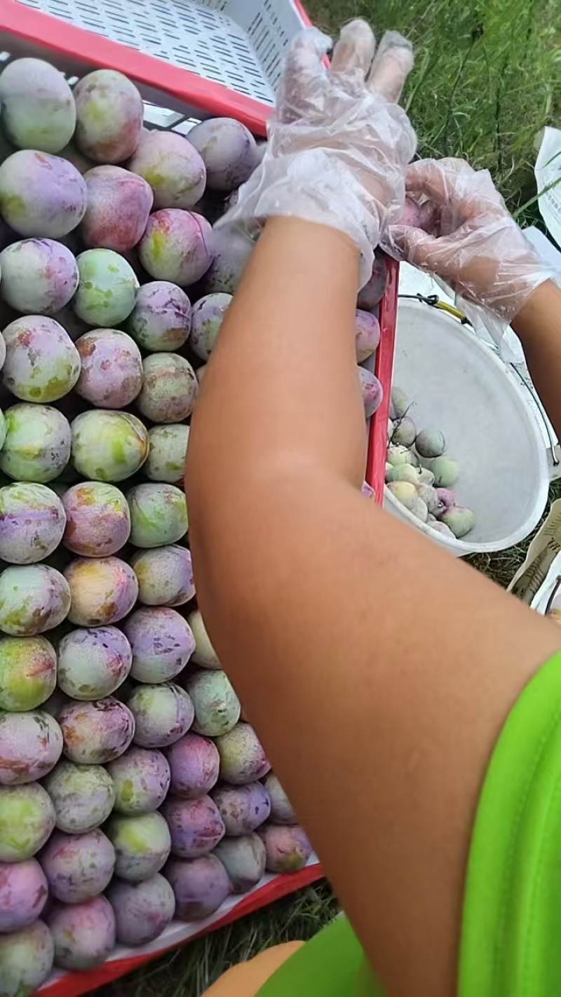 吉盛桃李子