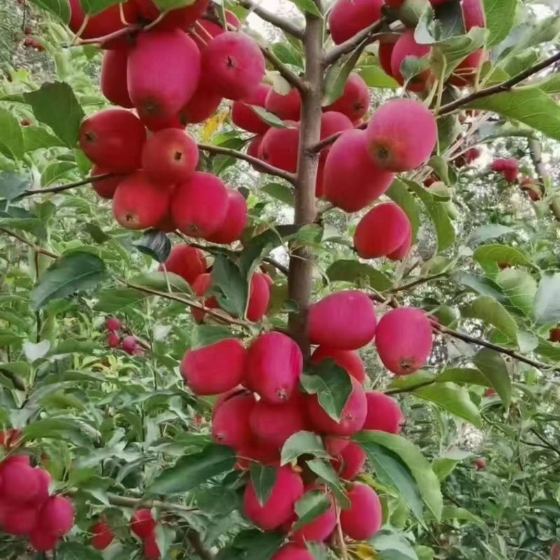 鸡心果代收，出售。量大
