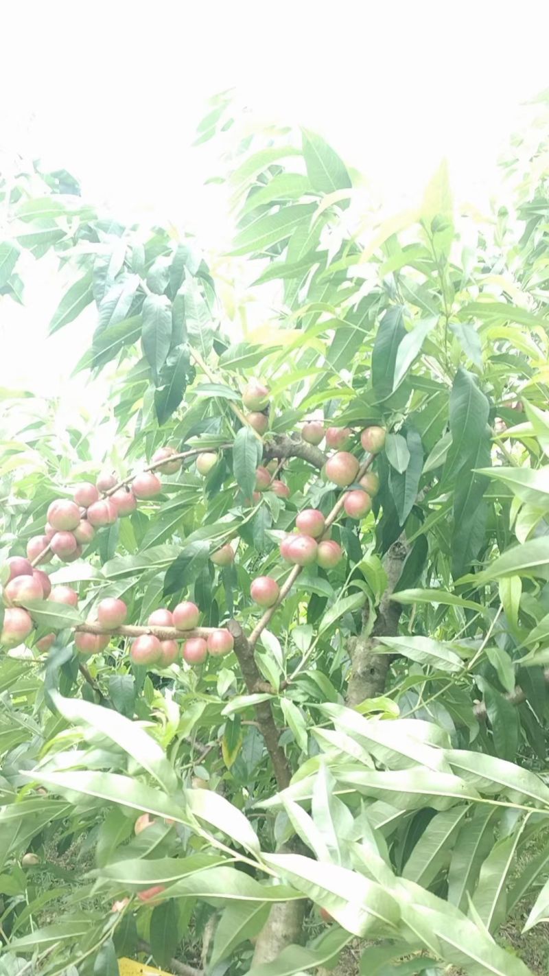 珍珠油桃，日照时间长，包脆，包甜，口感清爽